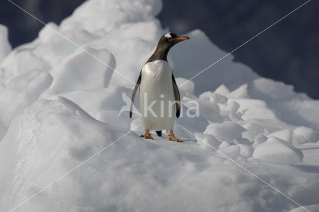 Gentoo penguin (Pygoscelis papua)