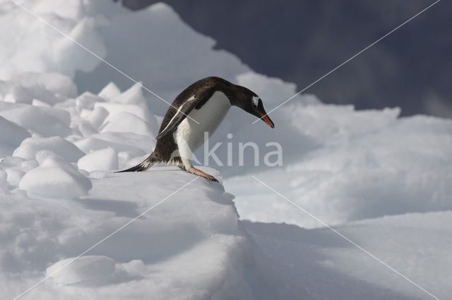 Ezelspinguin (Pygoscelis papua)