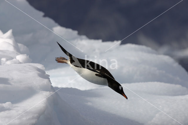 Gentoo penguin (Pygoscelis papua)