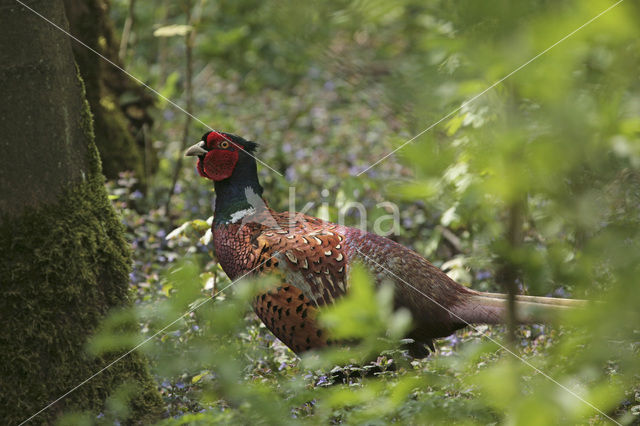 Ring-necked Pheasant (Phasianus colchicus)