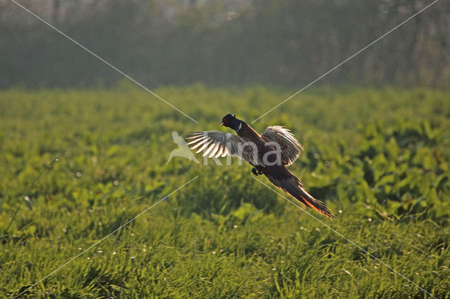 Ring-necked Pheasant (Phasianus colchicus)