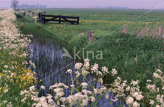 Cow Parsley (Anthriscus sylvestris)