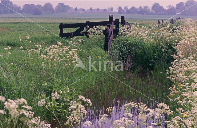 Fluitekruid (Anthriscus sylvestris)