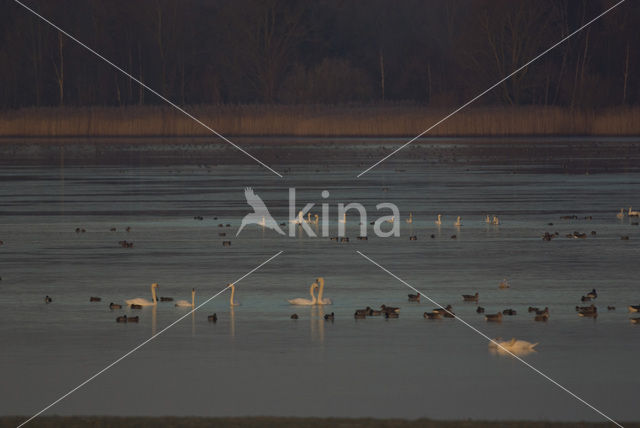 Whistling Swan (Cygnus columbianus)