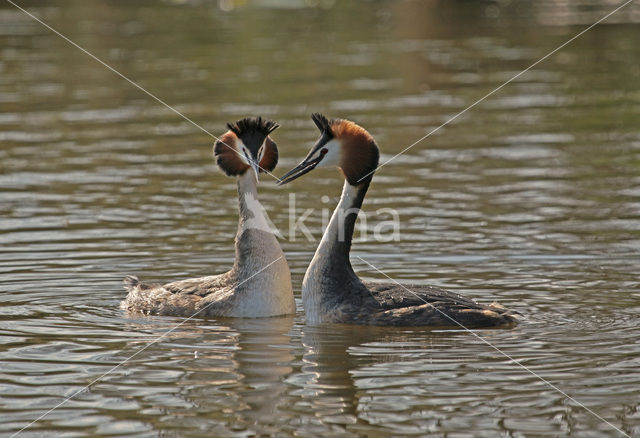 Great Crested Grebe (Podiceps cristatus)