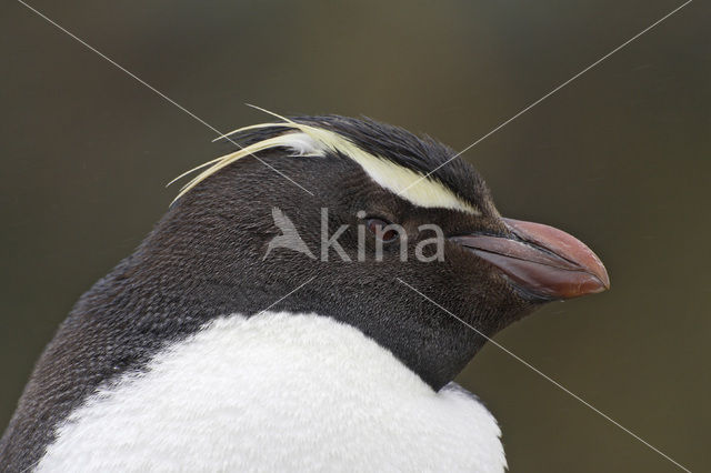Rockhopper Penguin (Eudyptes chrysocome)