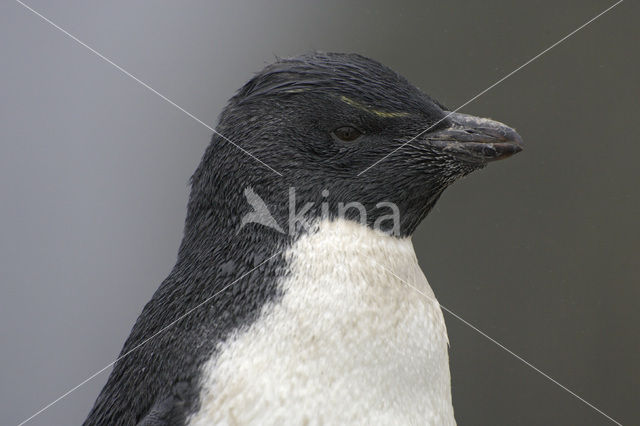 Rockhopper Penguin (Eudyptes chrysocome)
