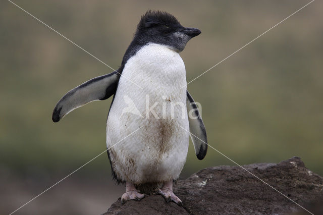 Rockhopper Penguin (Eudyptes chrysocome)