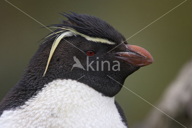 Rockhopper Penguin (Eudyptes chrysocome)