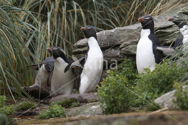 Geelkuifpinguïn