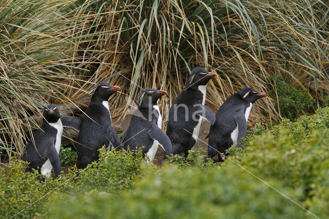 Rockhopper Penguin (Eudyptes chrysocome)
