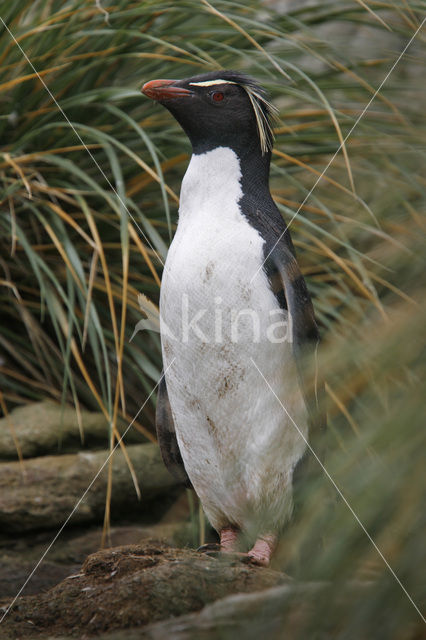 Rockhopper Penguin (Eudyptes chrysocome)