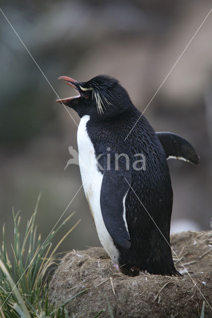 Rockhopper Penguin (Eudyptes chrysocome)