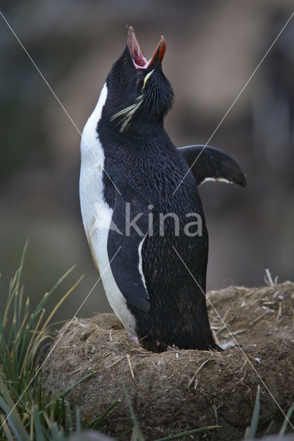 Rockhopper Penguin (Eudyptes chrysocome)