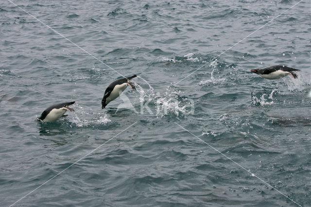 Geelkuifpinguïn