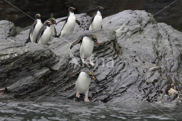 Geelkuifpinguïn