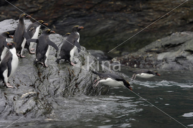 Geelkuifpinguïn