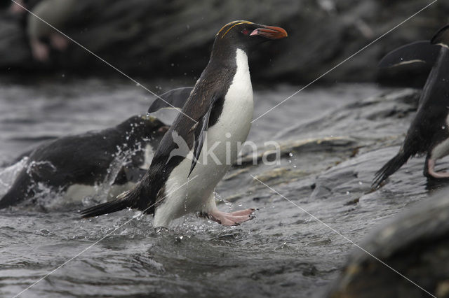 Geelkuifpinguïn