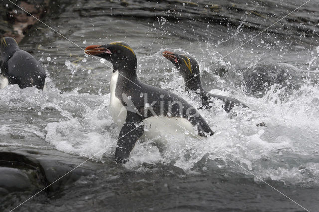 Geelkuifpinguïn