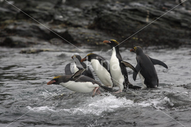 Geelkuifpinguïn