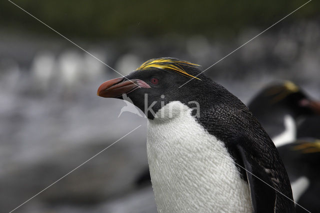 Geelkuifpinguïn