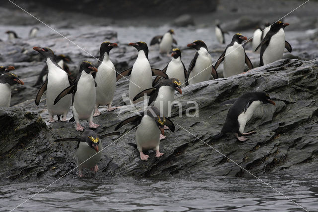 Geelkuifpinguïn