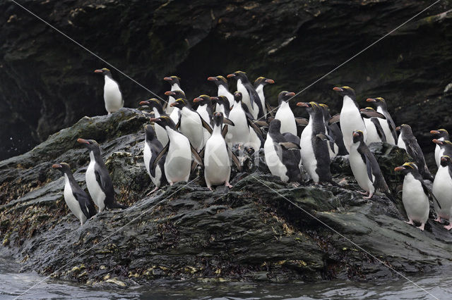 Rockhopper Penguin (Eudyptes chrysocome)