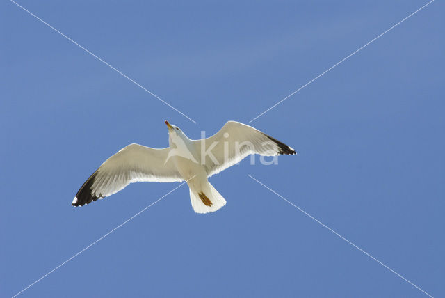 Yellow-legged Gull (Larus cachinnans)