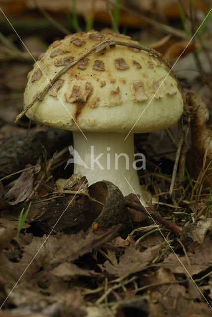 Gele knolamaniet (Amanita citrina)