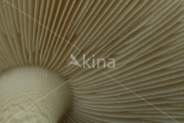 false death cap (Amanita citrina)