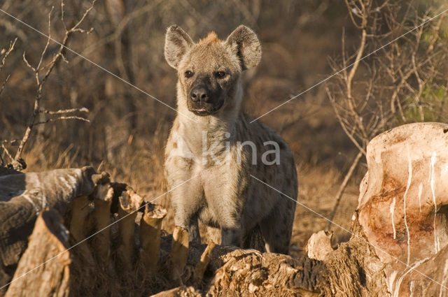 Spotted hyena (Crocuta crocuta)