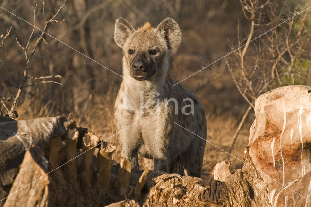 Gevlekte hyena (Crocuta crocuta)