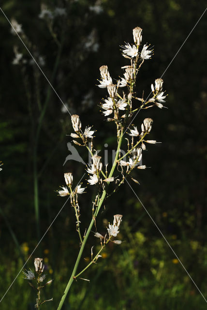 Gewone affodil (Asphodelus aestivus)