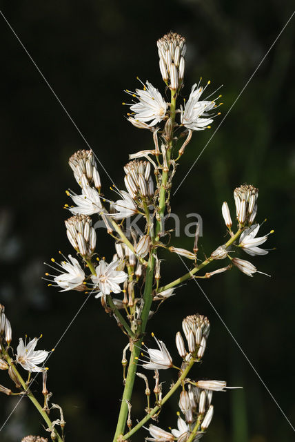 Common Asphodil (Asphodelus aestivus)