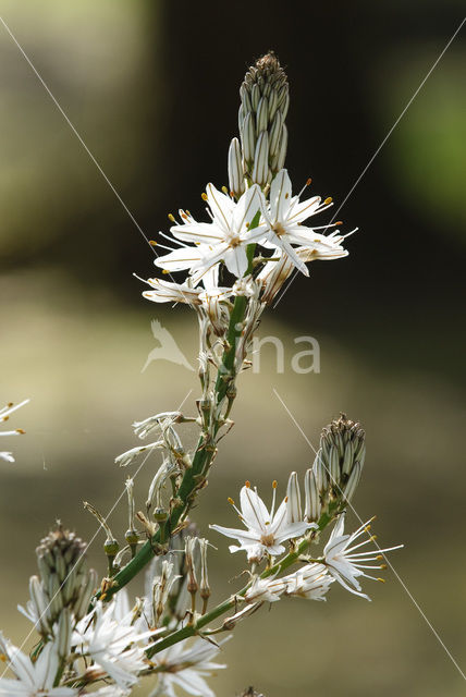 Common Asphodil (Asphodelus aestivus)