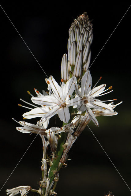 Common Asphodil (Asphodelus aestivus)