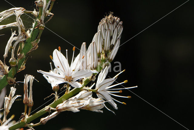 Common Asphodil (Asphodelus aestivus)