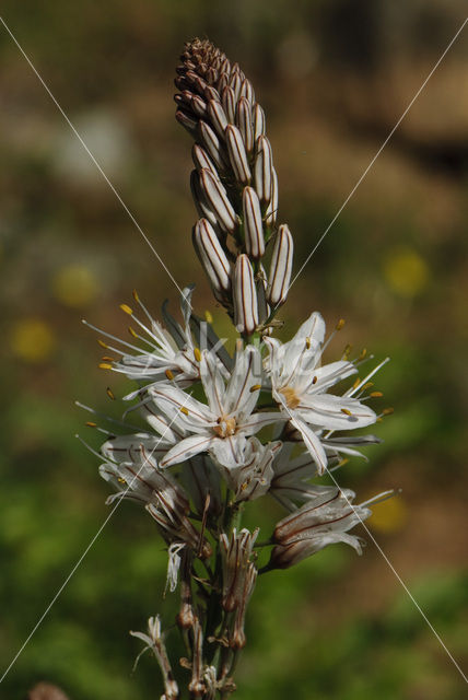 Common Asphodil (Asphodelus aestivus)