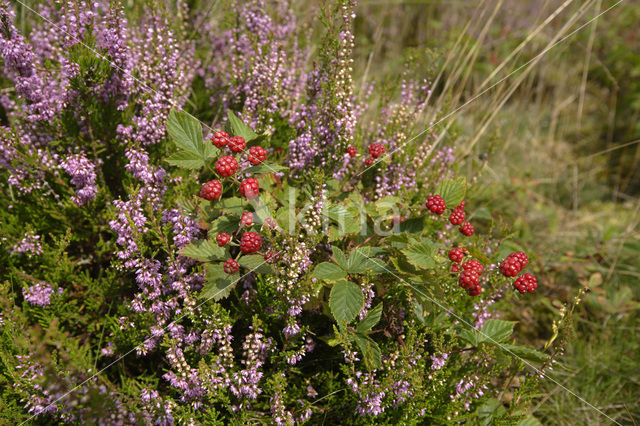 Gewone braam (Rubus fruticosus)