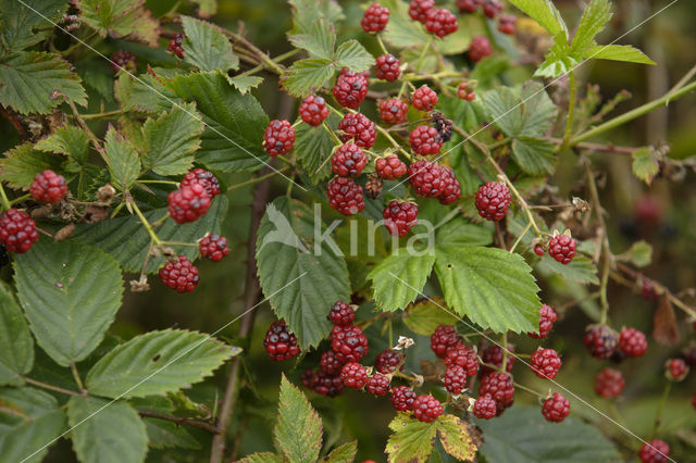 Gewone braam (Rubus fruticosus)