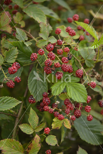 Gewone braam (Rubus fruticosus)