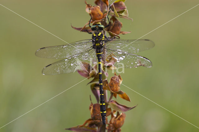 Gewone bronlibel (Cordulegaster boltonii)