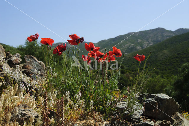 Gewone klaproos (Papaver rhoeas)