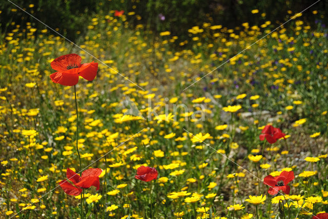 Gewone klaproos (Papaver rhoeas)