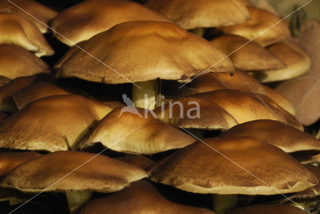 Sulphur tuft (Hypholoma fasciculare)