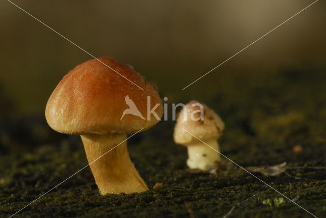 Sulphur tuft (Hypholoma fasciculare)