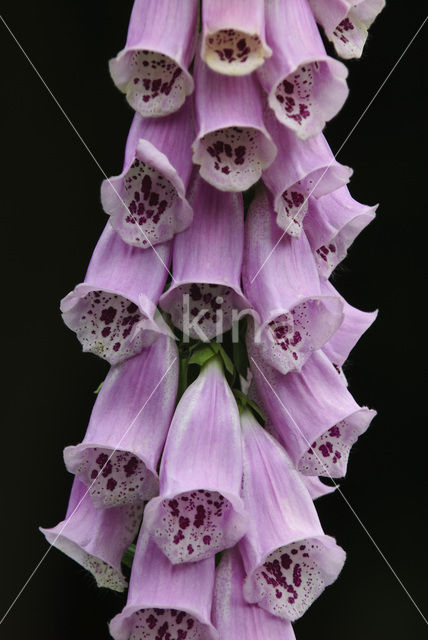 Foxglove (Digitalis purpurea)