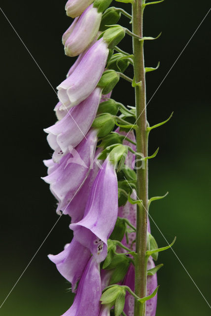 Foxglove (Digitalis purpurea)