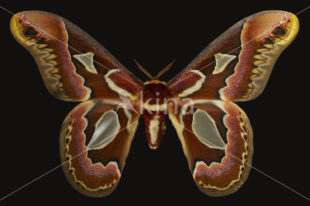 Giant Silk Moth (Rothschildia jacobaeae)