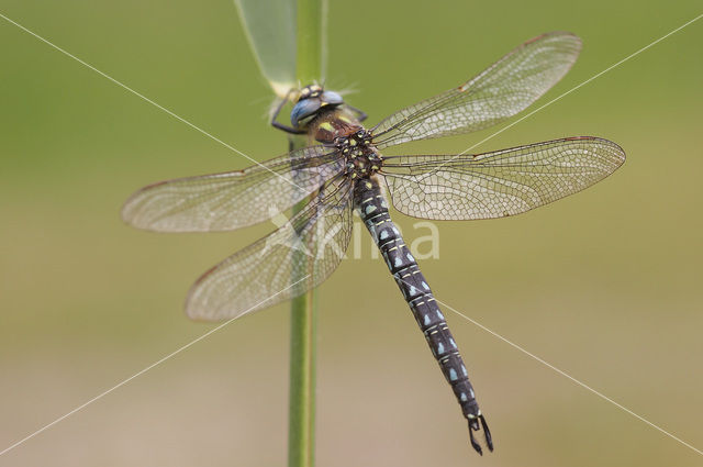 Hairy Dragonfly (Brachytron pratense)